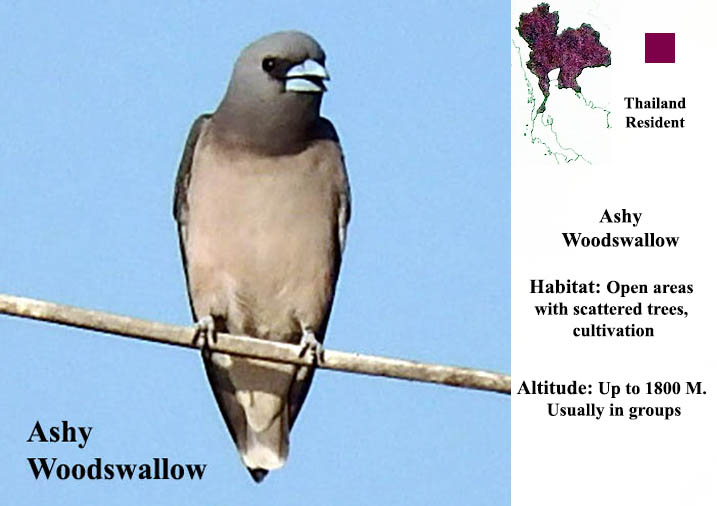 Ashy Woodswallow