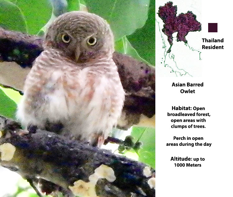 Asian Barred Owlet