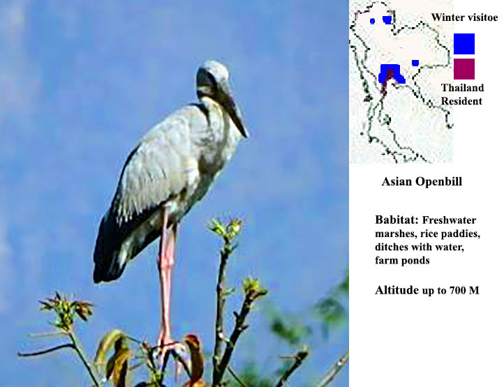 Asian Openbill