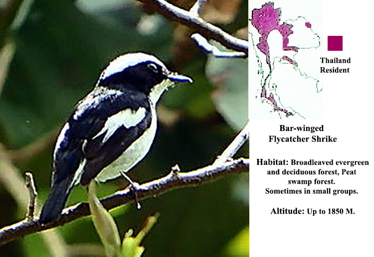 Bar-winged Flycatcher Shrike