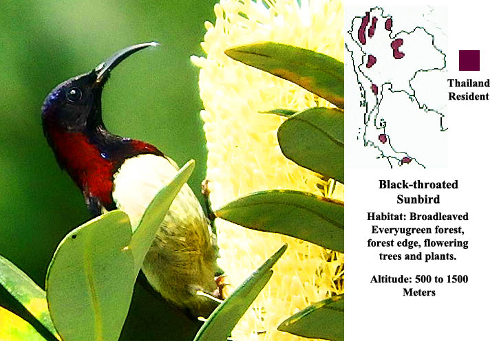 Black-throated Sunbird