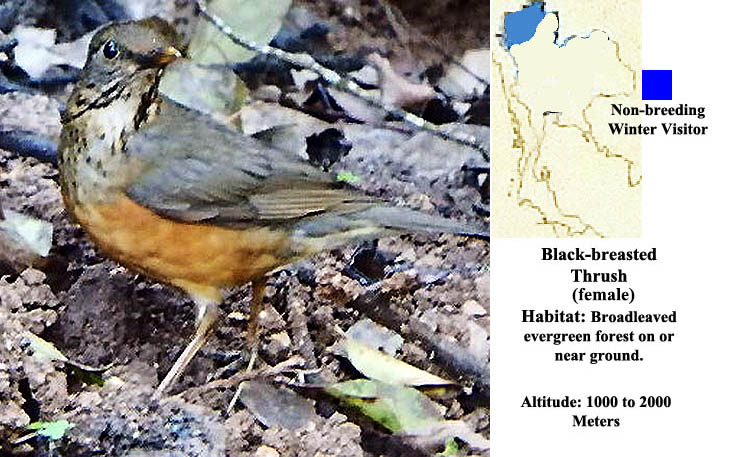 Black-breasted Thrush (Female)