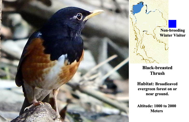 Black-breasted Thrush
