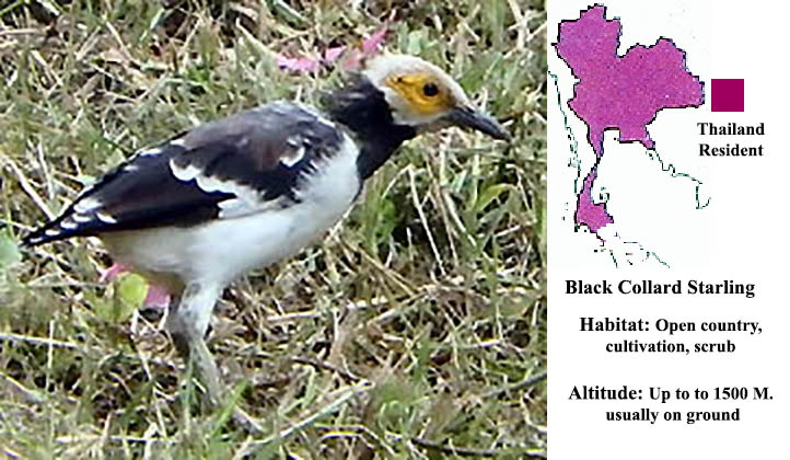Black-collard Starling