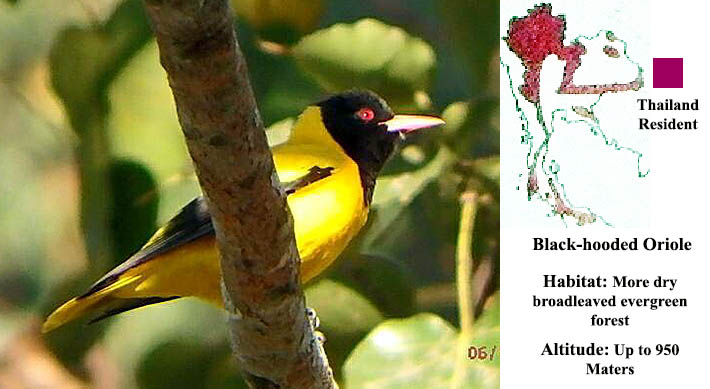 Black-hooded Oriole
