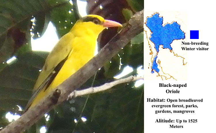 Black-naped Oriole