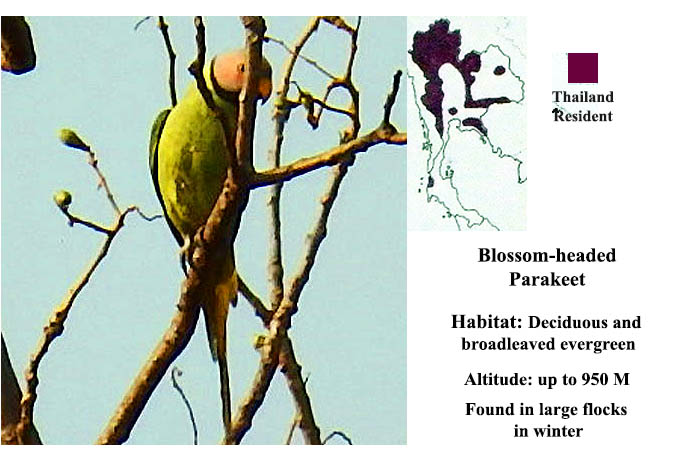 Blossom-headed Parakeet