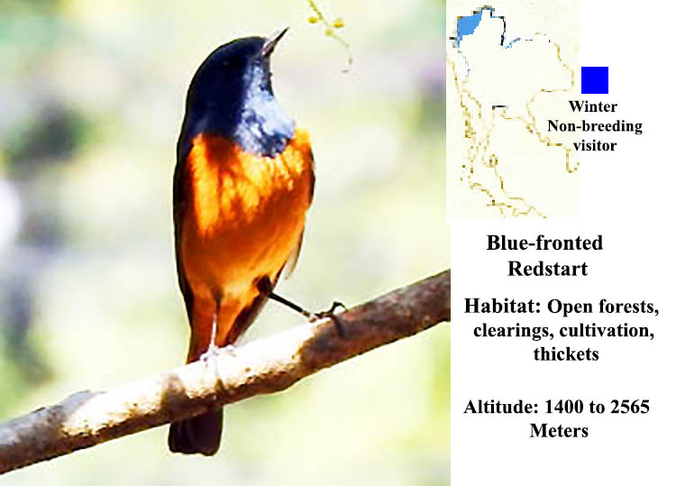 Blue-fronted Redstart