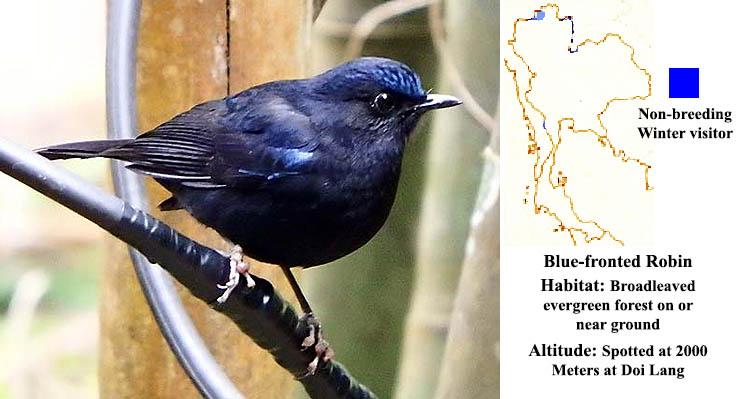 Blue-fronted Robin