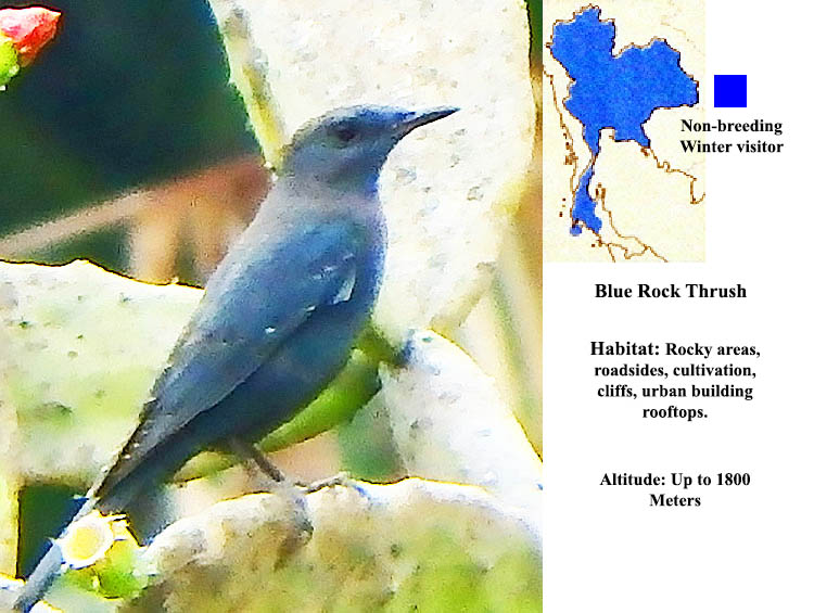 Blue Rock Thrush