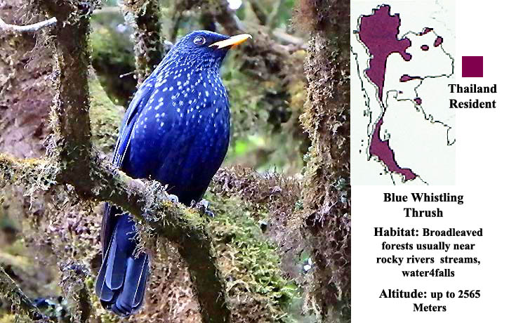 Blue Whistling Thrush
