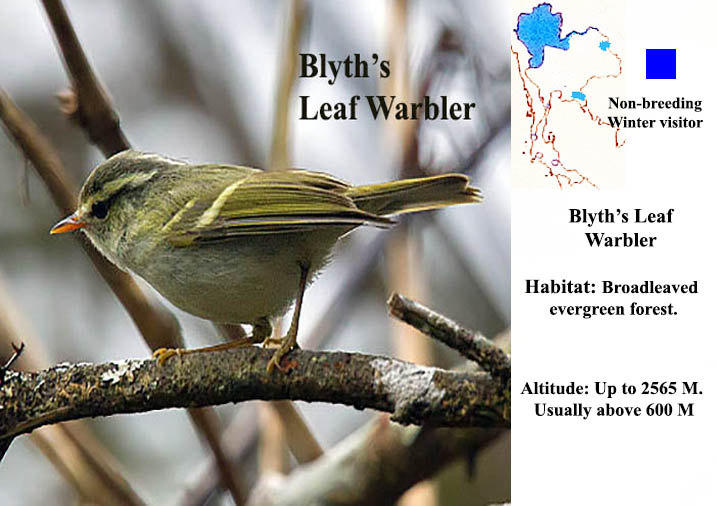 Blyth's Leaf Warbler