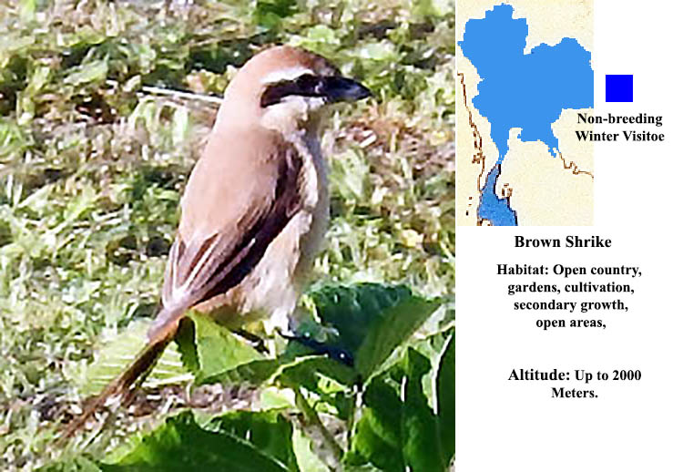 Brown Shrike