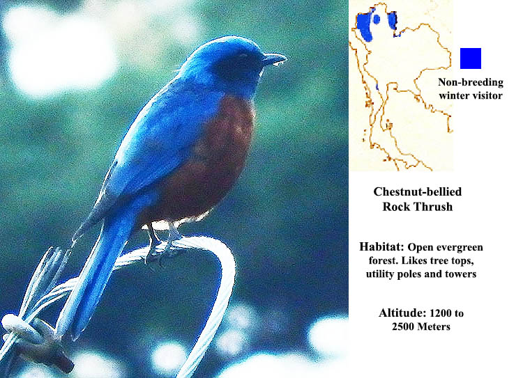 Chestnut-bellied Rockthrush