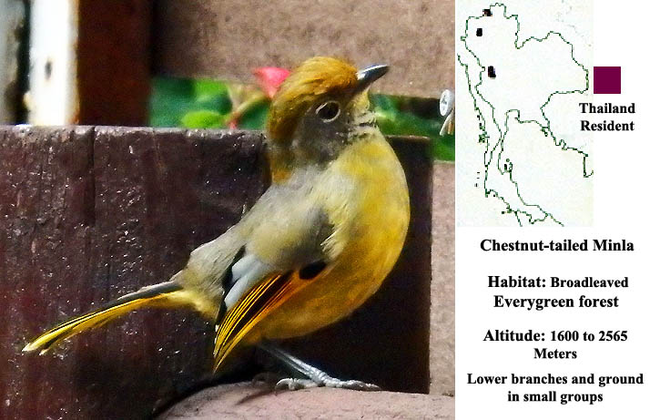 Chestnut-tailed Minla