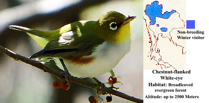 Chestnut-flanked White-eye