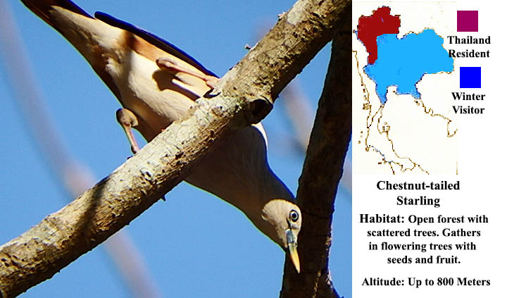 Chestnut-tailed Starling