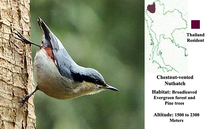 Chestnut-vented Nuthatch