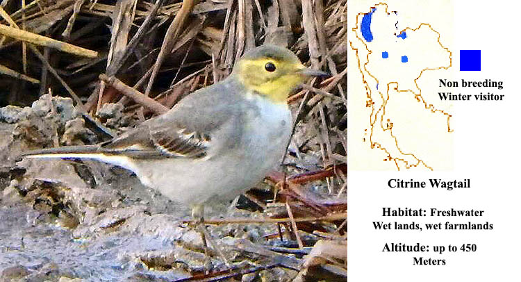 Citrine Wagtail