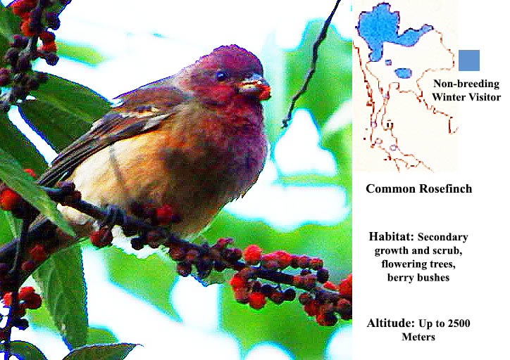 Common Rosefinch