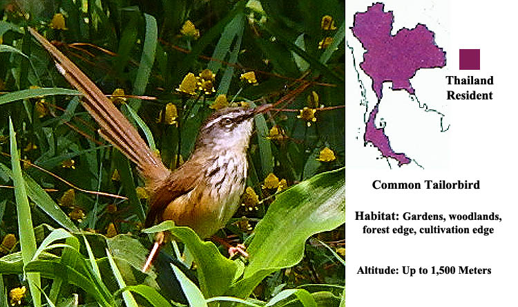 Common Tailorbird