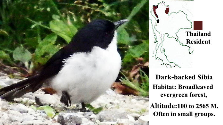 Dark-backed Sibia
