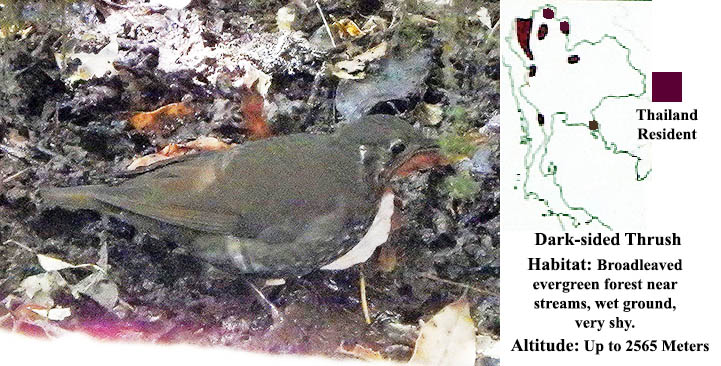 Dark-sided Thrush