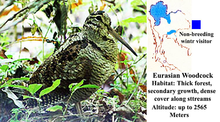 Eurasian Woodcock