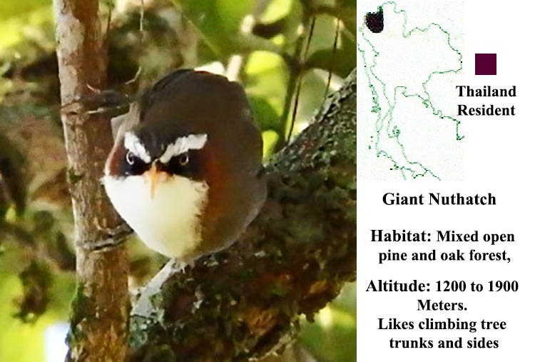 Giant Nuthatch