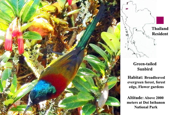 Green-tailed Sunbird