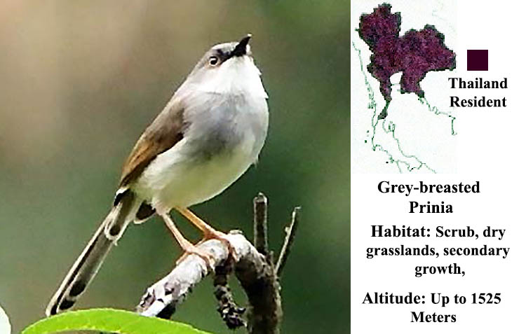 Grey-breasted Prinia