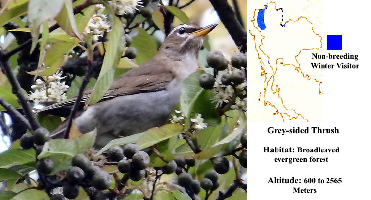 Grey-sided Thrush