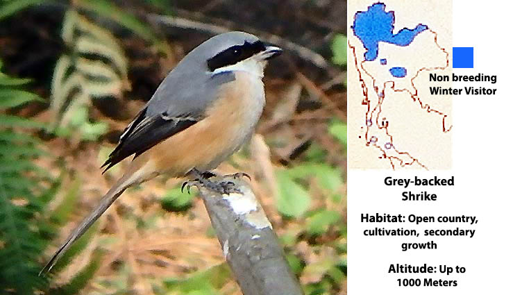 Grey-backed Shrike