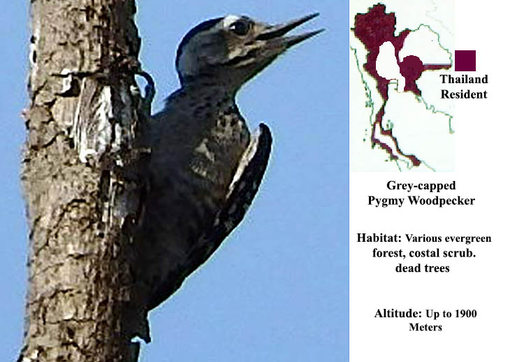 Grey-capped Pygmy Woodpecker