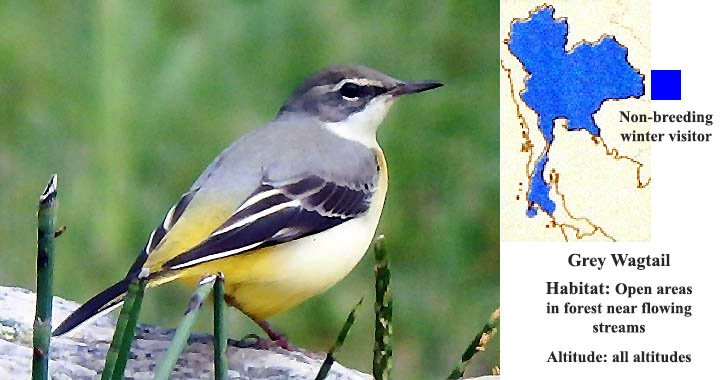 Grey Wagtail