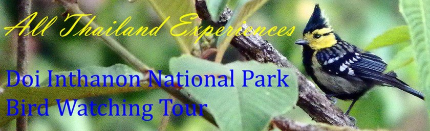 Bird watching at Doi Inthanon Thailand