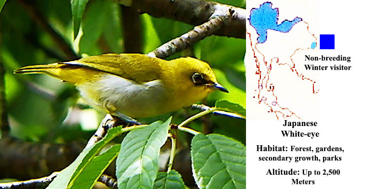 Japanese White-eye