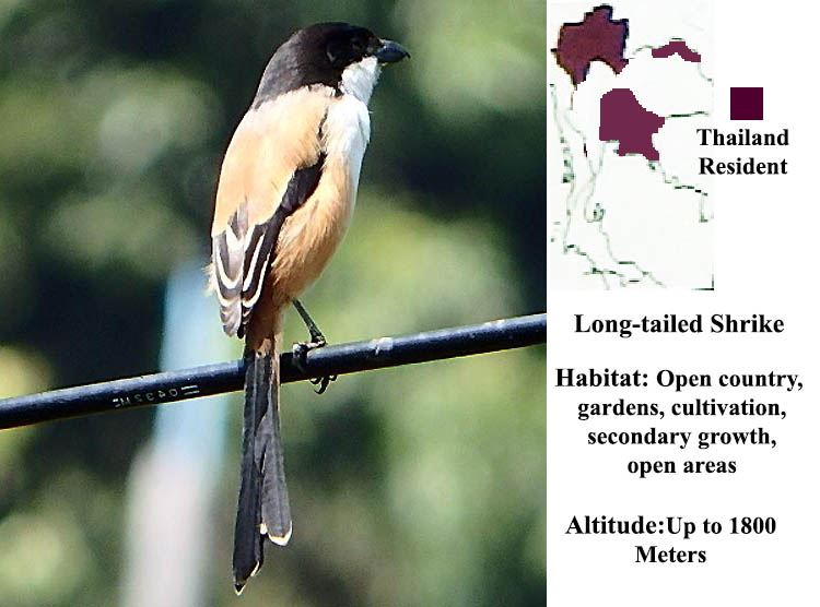 Long-tailed Shrike