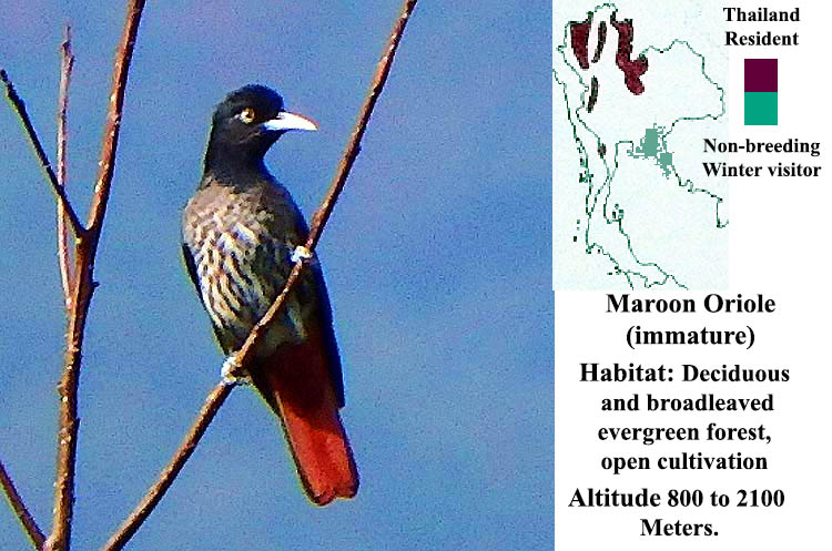 Maroon Oriole