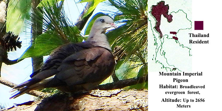 Mountain Imperial Pigeon