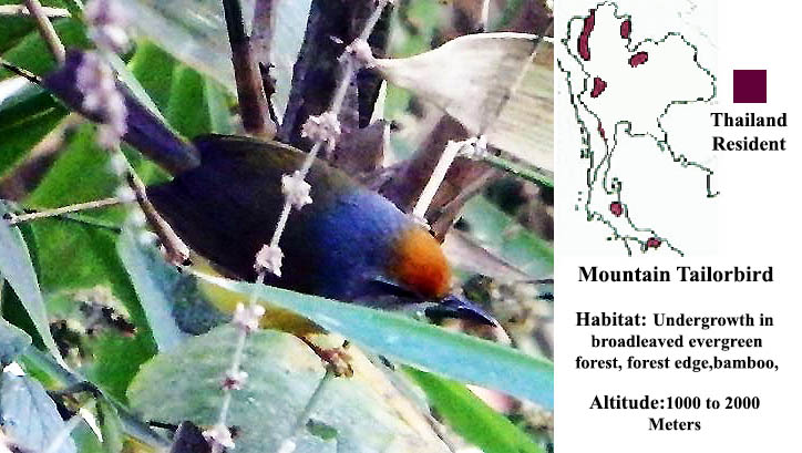 Mountain Tailorbird