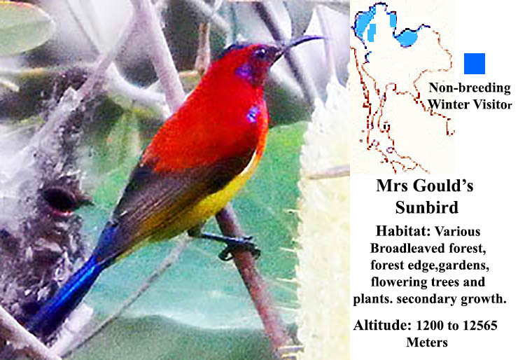 Mrs. Gould's Sunbird