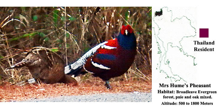 Mrs. Hume's Pheasant