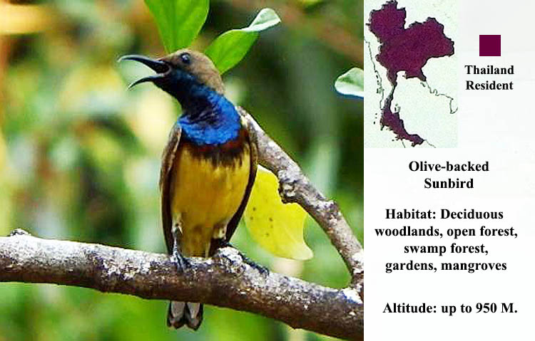Olive-backed Sunbird