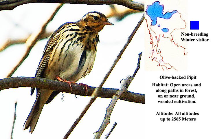 Olive-backed Pipit