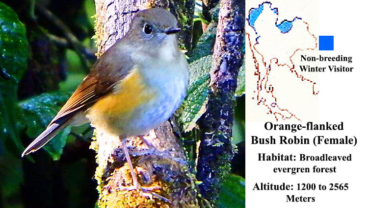 Orange-flanked Bush Robin (Female)