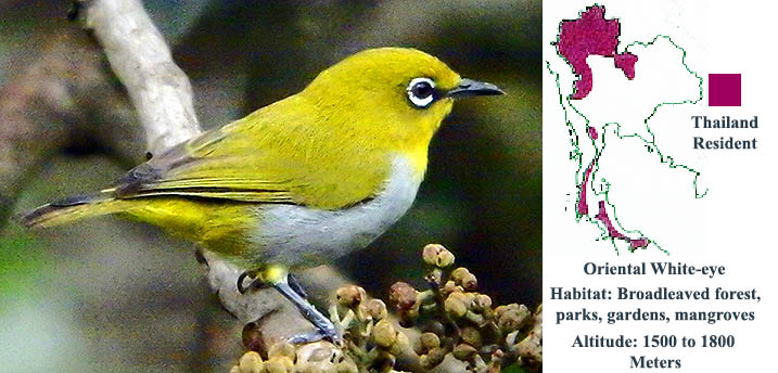Oriental White-eye