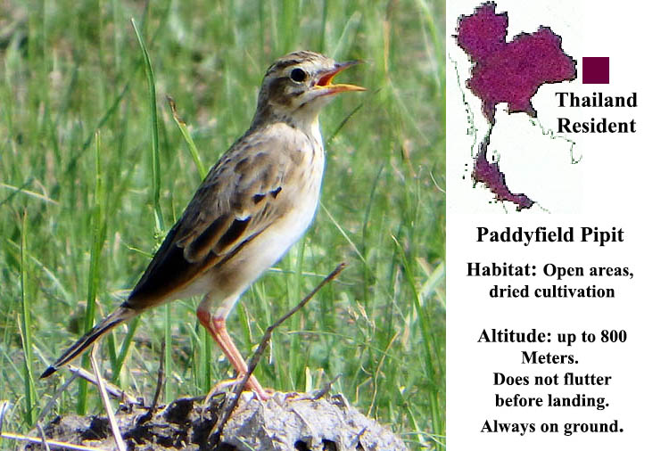 Paddy field Pipit