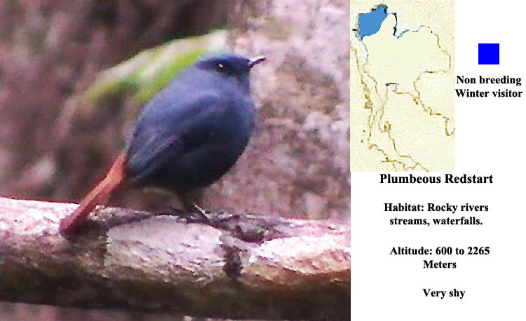 Plumbeous Water Redstart