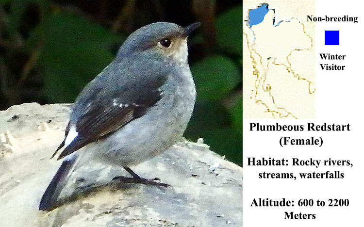 Plumbeous Water Redstart (Female)
